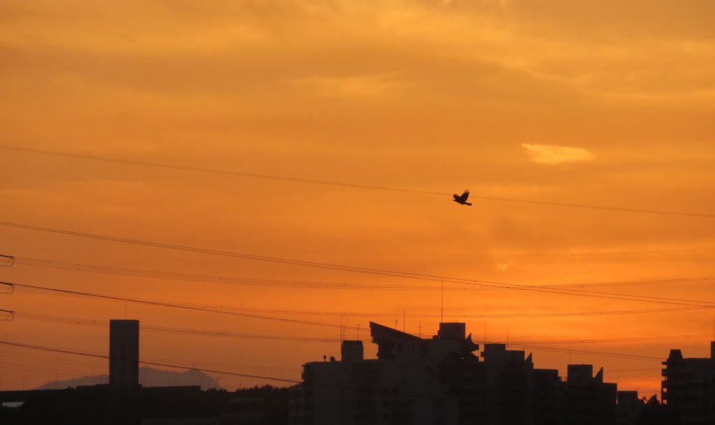 夕焼け空に一羽の鳥